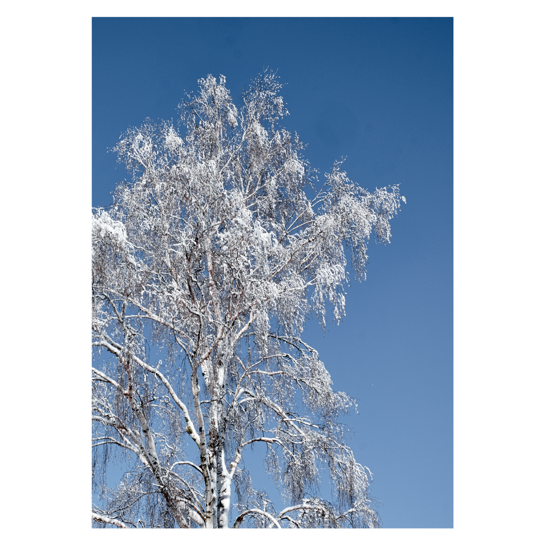 plakat med et hvidt snedækket birketræ mod en blå himmel