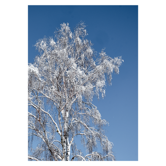 plakat med et hvidt snedækket birketræ mod en blå himmel