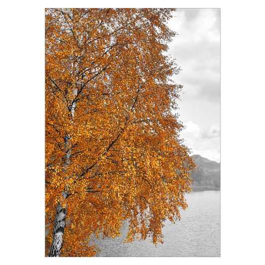 natur plakat med et birketræ med gule blade i efteråret