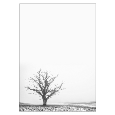 sort-hvid plakat med et træ i diset vejr uden blade