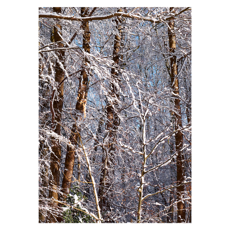 plakat med snedækkede træstammer