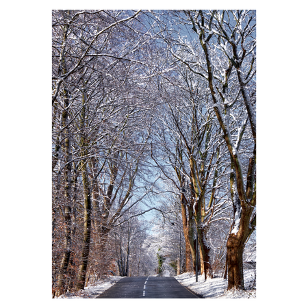 plakat med en allé flankeret af snedækkede træer