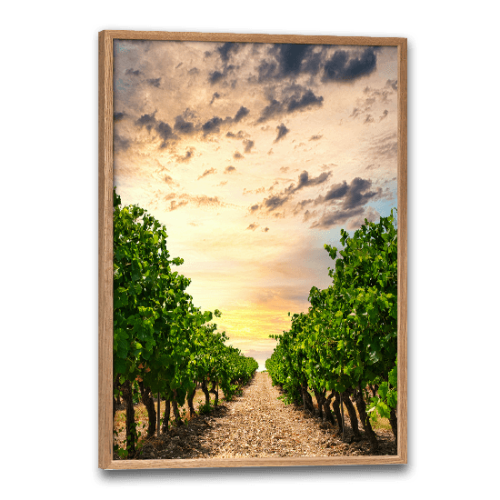 plakat med billede af vinmarker i provence