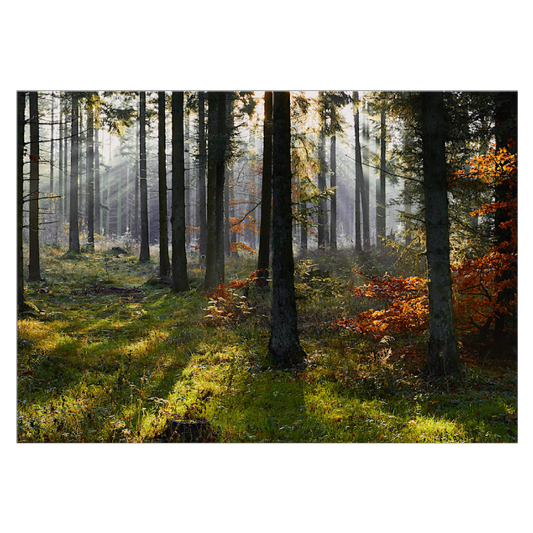 natur plakat med solens stråler mellem træer i en skov