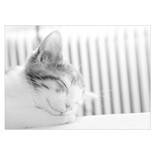 katteplakat med en sød killing der sover med hovedet på poterne