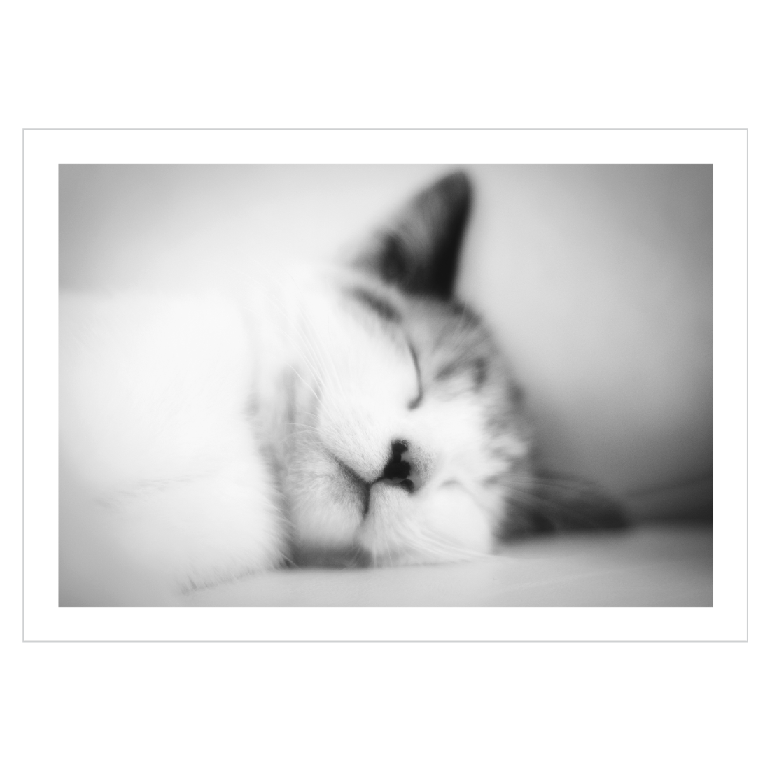 Emotion revolution kom over Katte Plakat ➤ Sovende Killing ➤ Køb Op Til 70x100 ➤