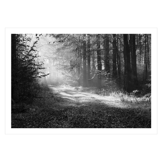 sort hvid plakat med solstrejf mellem træerne i rold skov