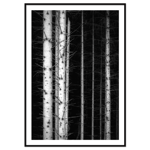 Wood Trunks