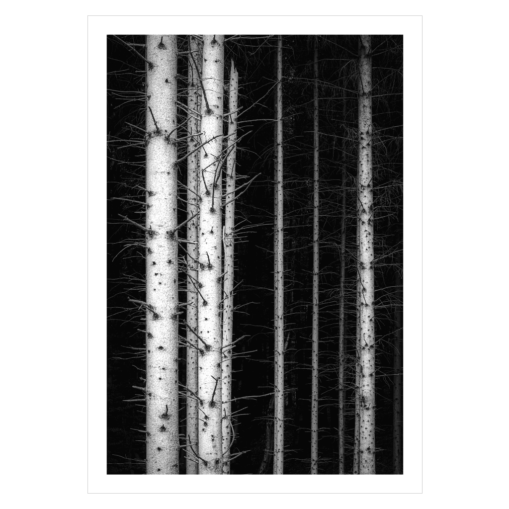 Wood Trunks
