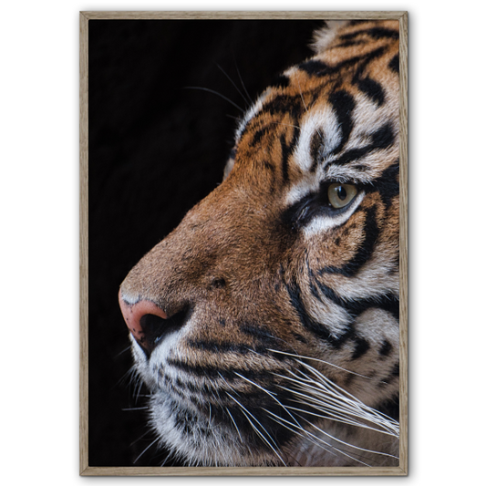 tiger plakat med close up portræt af et tigerhoved