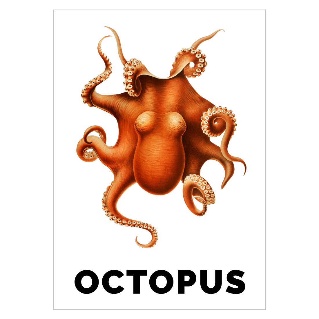 Grafisk plakat med en tegning af en blæksprutte