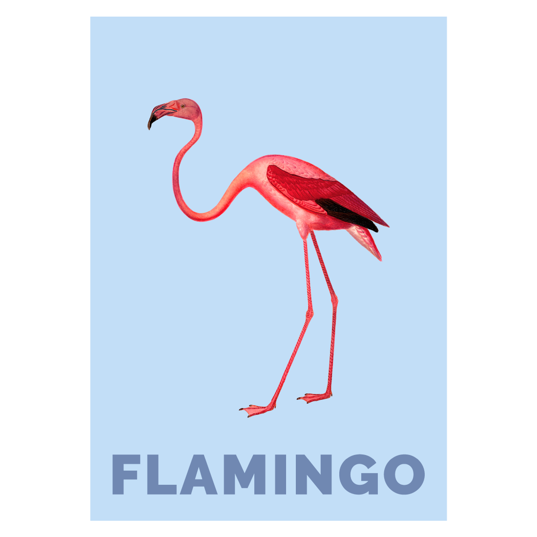 Grafisk dyreplakat med flamingo på blå baggrund