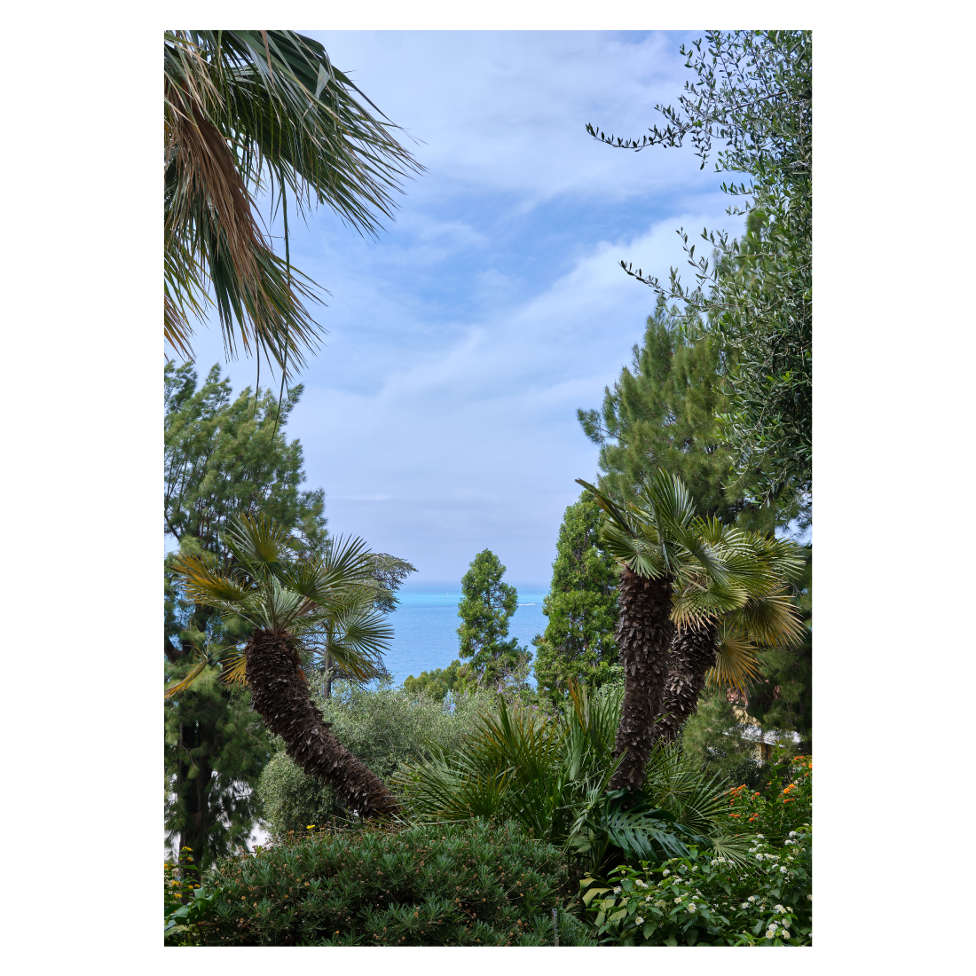 Italiensk naturplakat med en palmehave ved Middelhavet