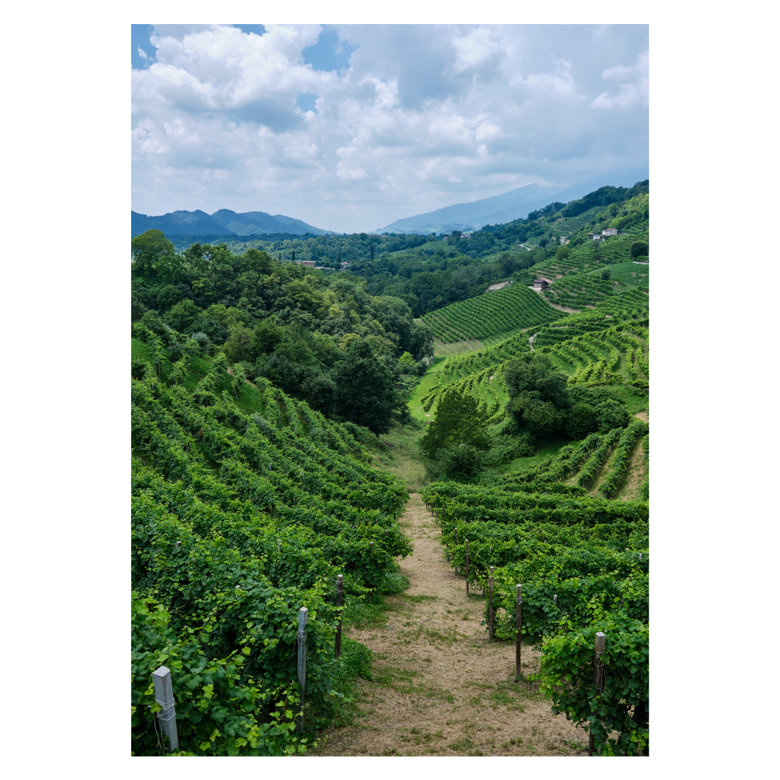 Italiensk naturplakat med bakkerne ved Prosecco Road