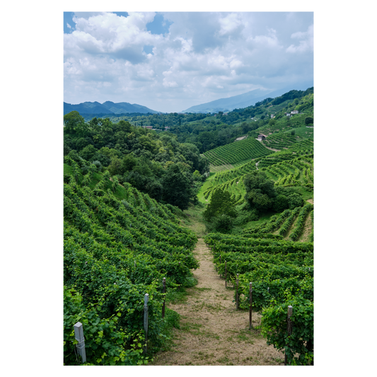 Italiensk naturplakat med bakkerne ved Prosecco Road