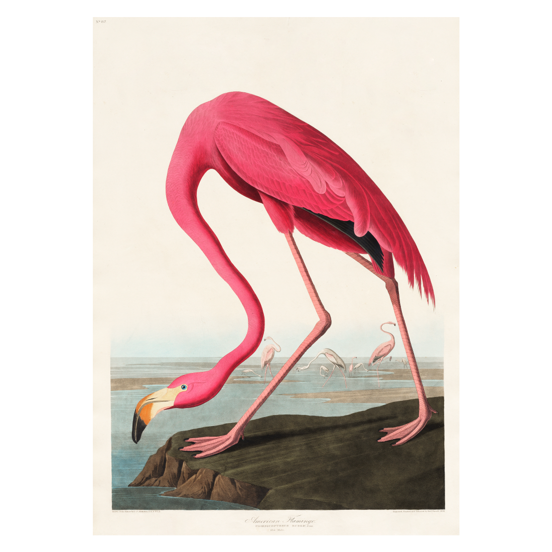 kunstplakat John James "Pink Flamingo"