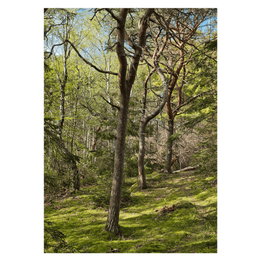 Lærredsbillede med et skovmotiv fra Tisvilde Hegn