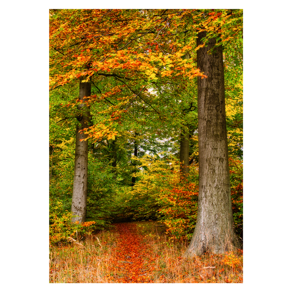 Lærredsbillede med naturmotiv af en skovsti i efterårsfarver