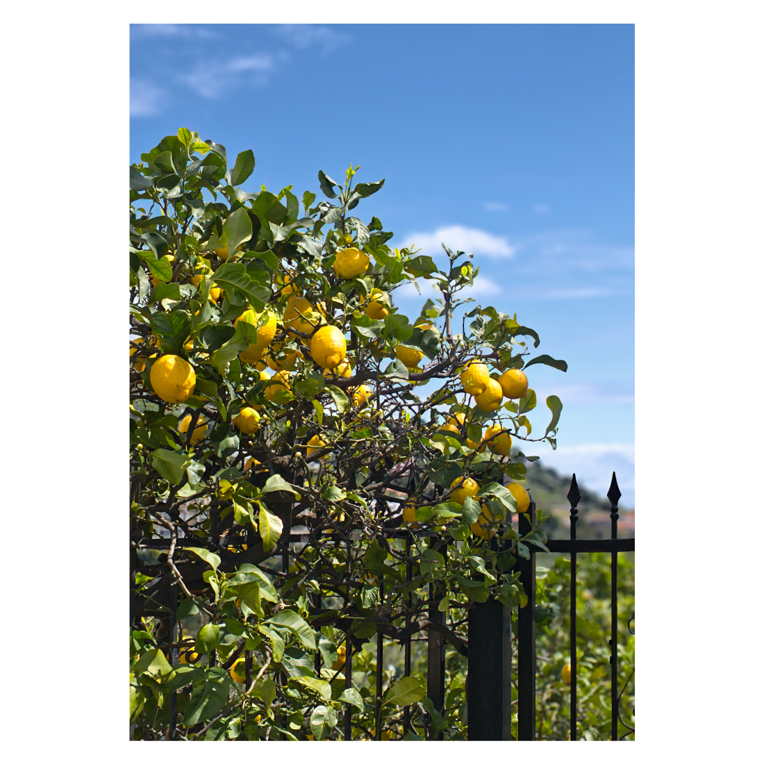 Lemon Tree