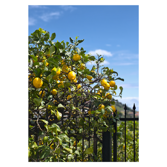 Citrontræ