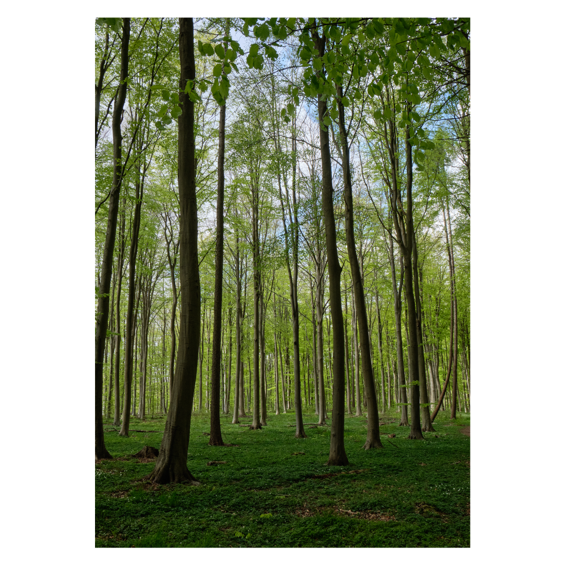 Naturplakat - Springtime