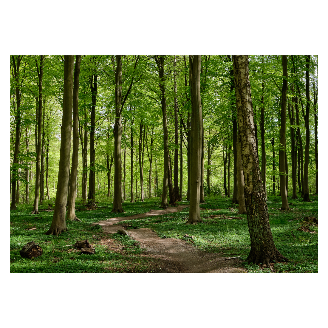 Dansk naturplakat med en skovsti i en nyudsprungen bøgeskov