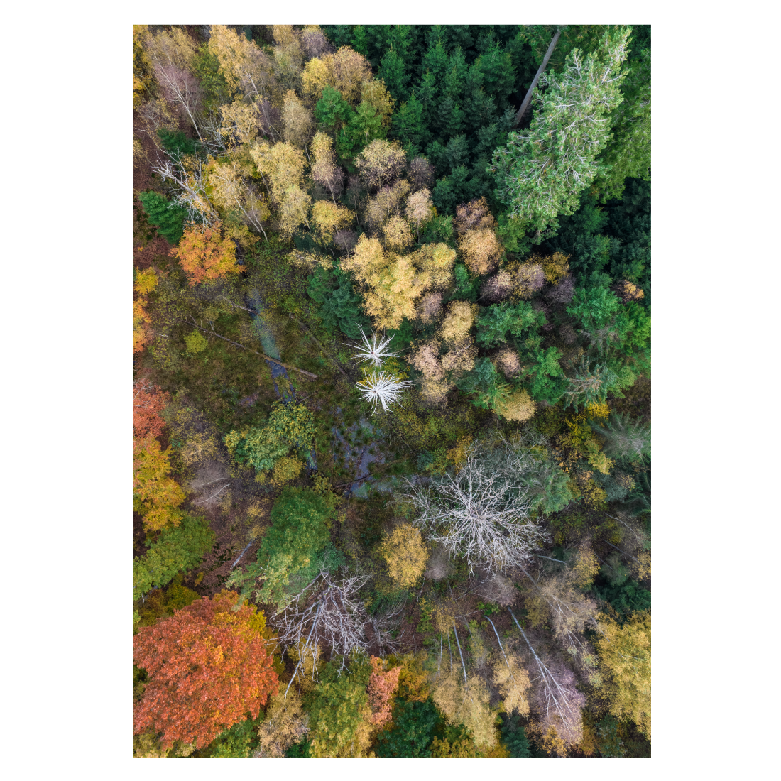 plakat med abstrakt loftfoto af en skov i efteråret