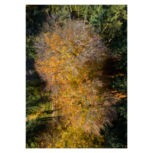 abstrakt plakat med orange efterårsblade