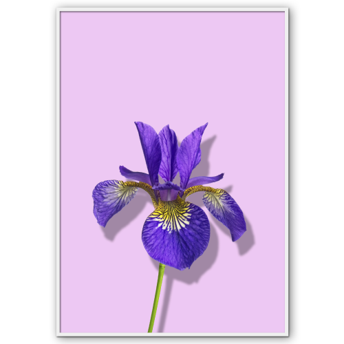 blomster plakat med en lilla iris på violet baggrund
