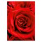 kæreste plakat med flotte røde roser