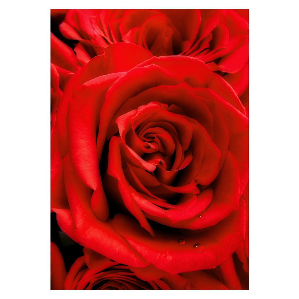 kæreste plakat med flotte røde roser