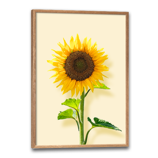 blomsterplakat med botanisk motiv af en stor gul solsikke