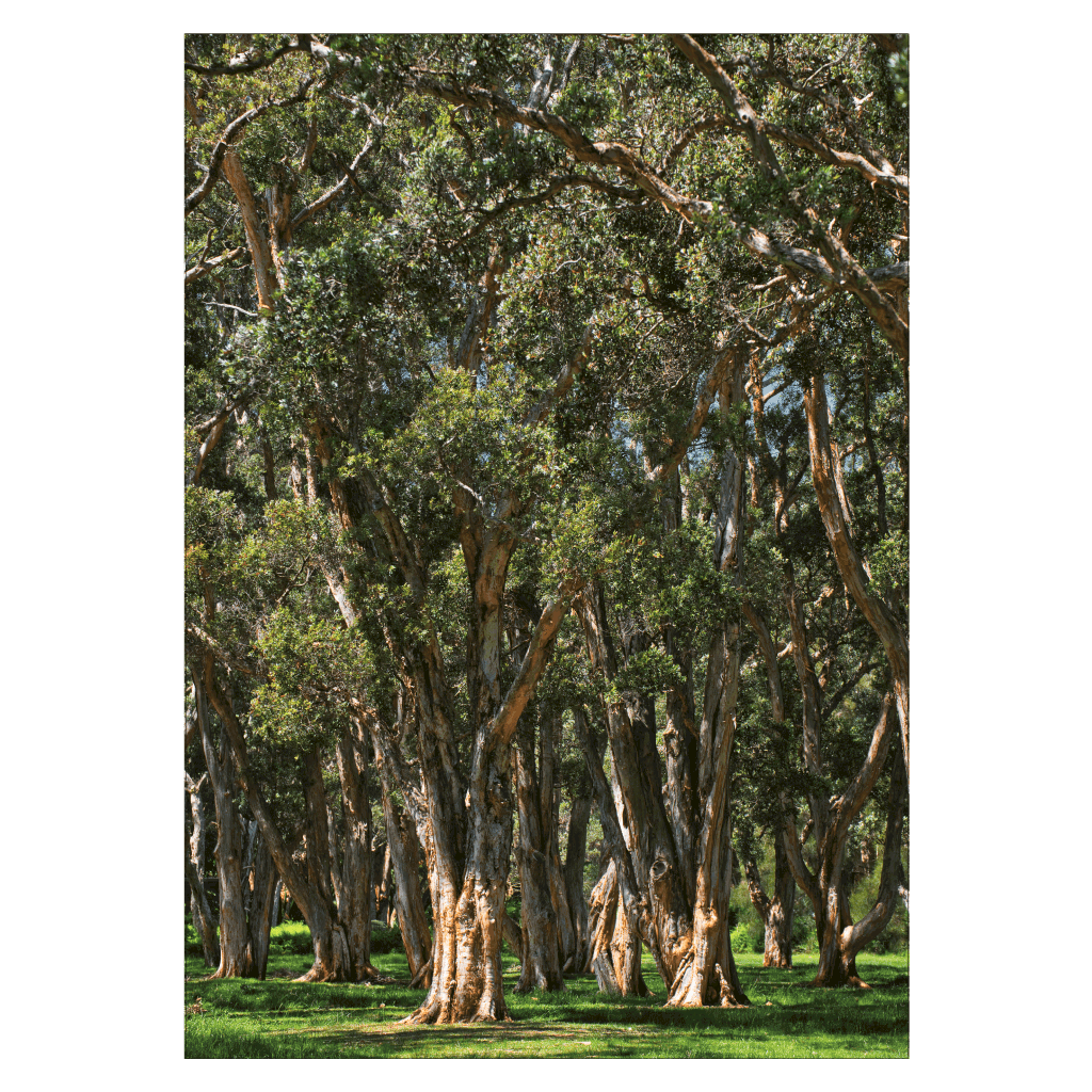 poster-with-big-trees-in-sydney-buy-up-to-70x100-plakatfar-dk