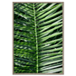 Closeup av ett stort palmblad