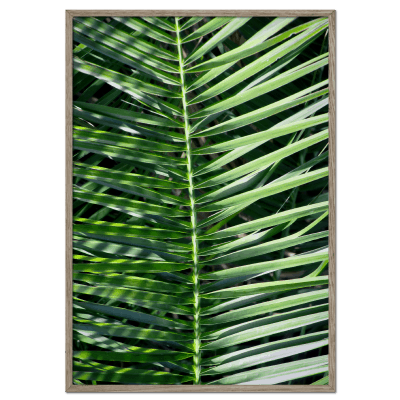 Closeup av ett stort palmblad