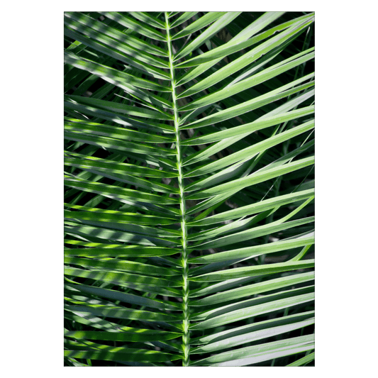 Large Palm Leaf