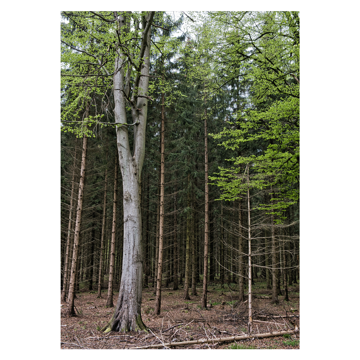 danmark plakat med fyrretræer i en dansk skov i forår