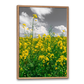 dansk natur plakat med gule raps i fuld flor
