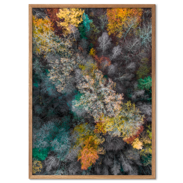 plakat med dronefoto af et skovlandskab i efterårsfarver