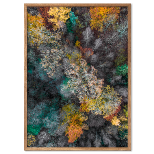 plakat med dronefoto af et skovlandskab i efterårsfarver