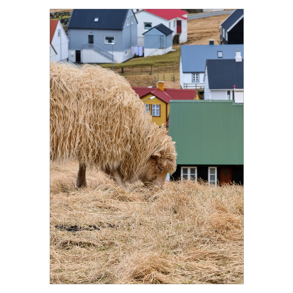 dyreplakat med et får der græsser i bygden gjogv på færøerene