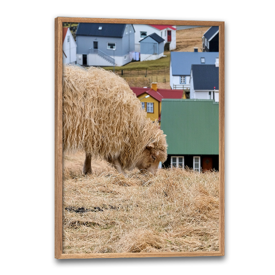 dyreplakat med færøsk får der græsser i Gjógv