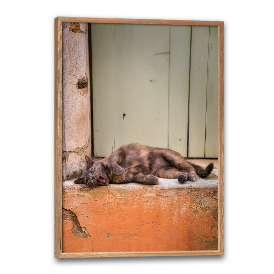dyreplakat med kat der ligger i varmen i en vindueskarm i Provence