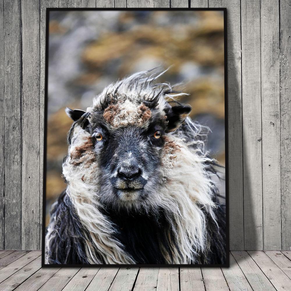 Færø plakat med portræt af et cool får