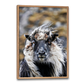 dyreplakat med portræt af et færøsk får