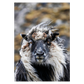 plakat fra færøerne med flot får
