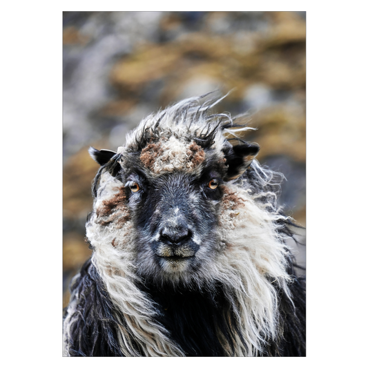 plakat fra færøerne med flot får
