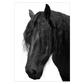 heste plakat med sort-hvid hest med langt hår