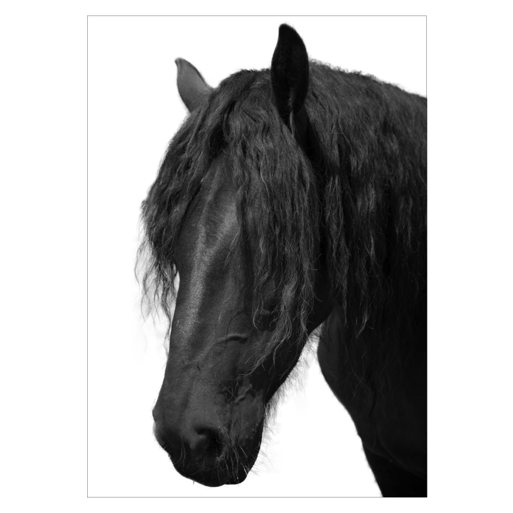 heste plakat med sort-hvid hest med langt hår