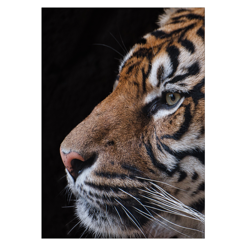 dyreplakat med et portræt af et tigerhoved